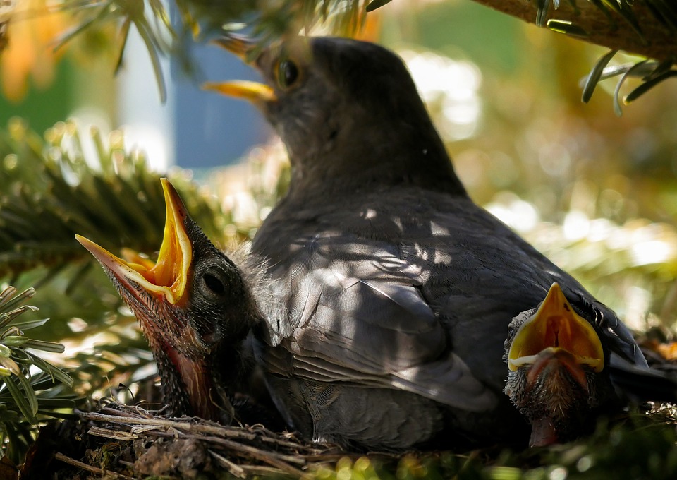 Flore Et Faune Des Pyrénées Les Oiseaux All Andorra