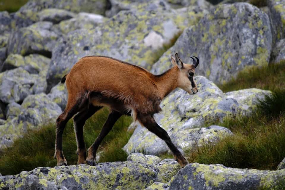 Chamois - a symbol of the Pyrenees: variations, habits and characteristics