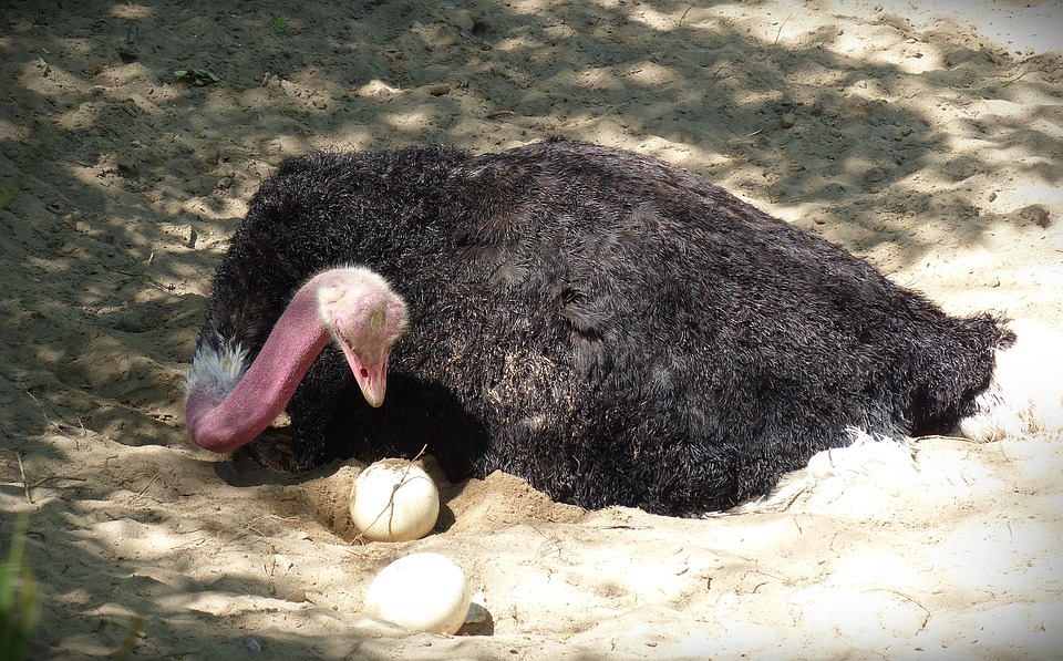 ostrich eggs useful properties andorra