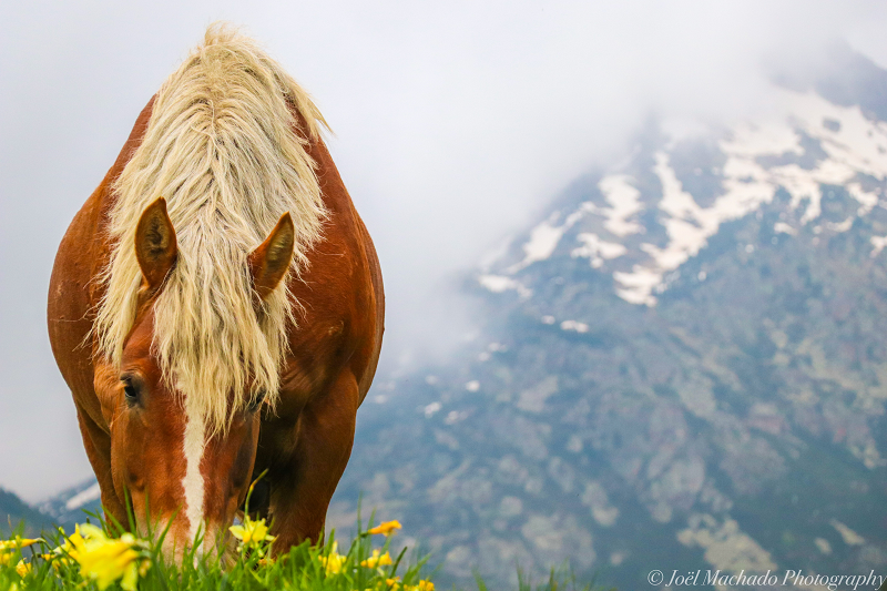 Cavall i muntanya: Andorra