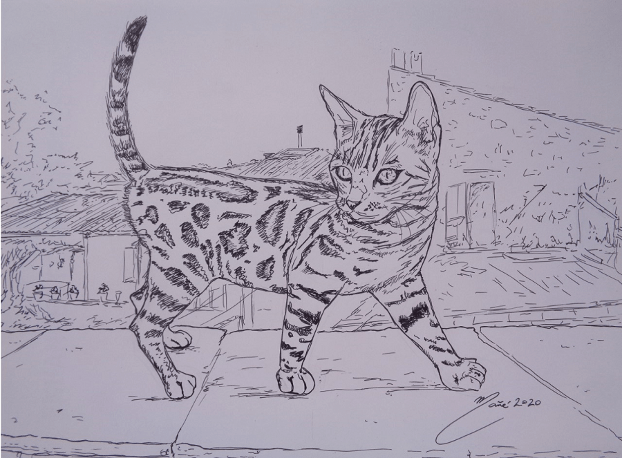 Bengal cat Kitten Drawing Sketch, Hand drawn cat, mammal, animals, cat Like  Mammal png | PNGWing